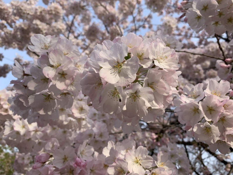 Kirschblüten am Kanda Fluss